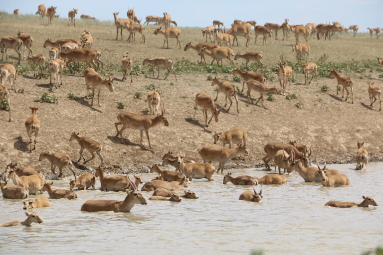 saiga west kazakhstan saiga west kazakhstan
