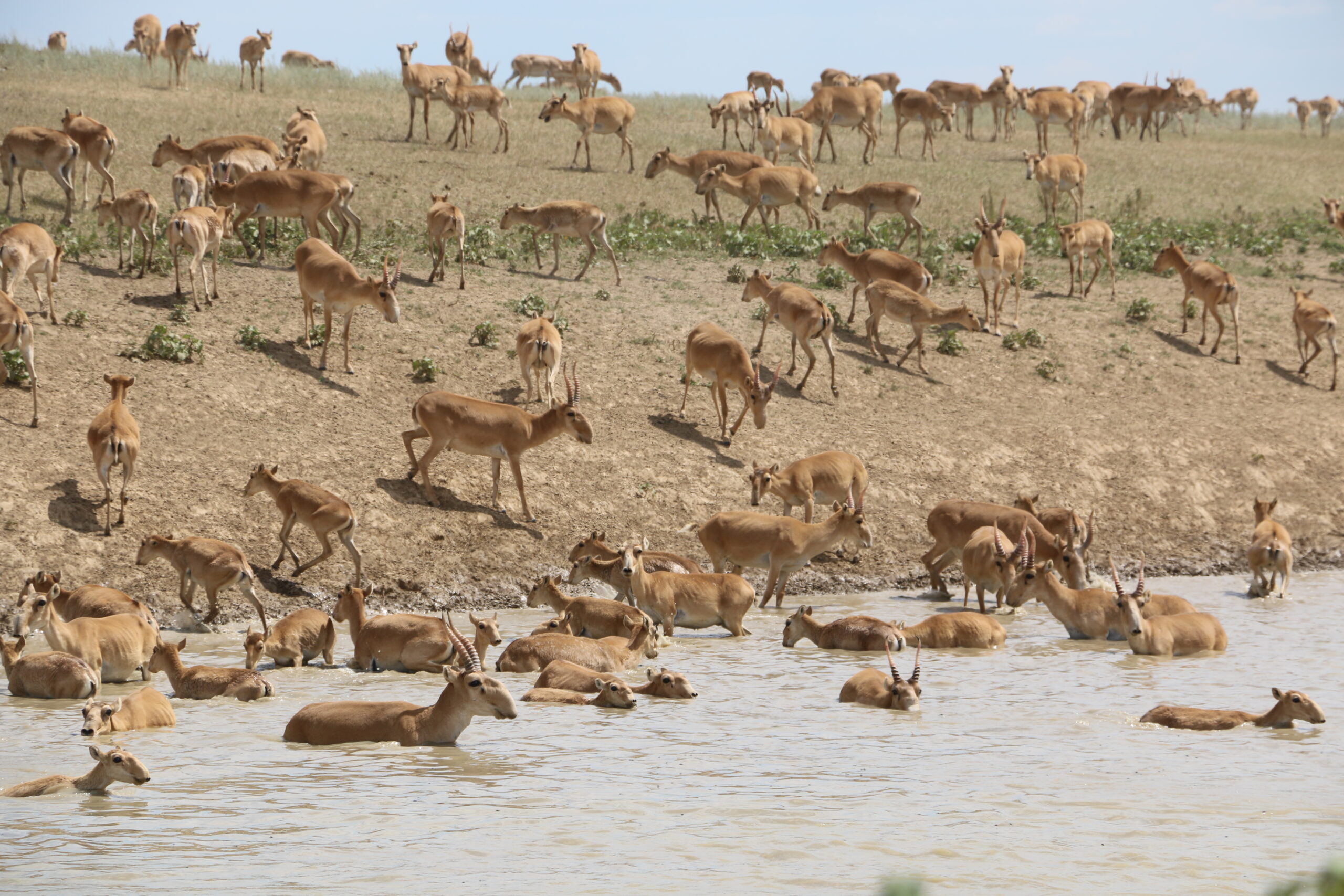 saiga west kazakhstan saiga west kazakhstan
