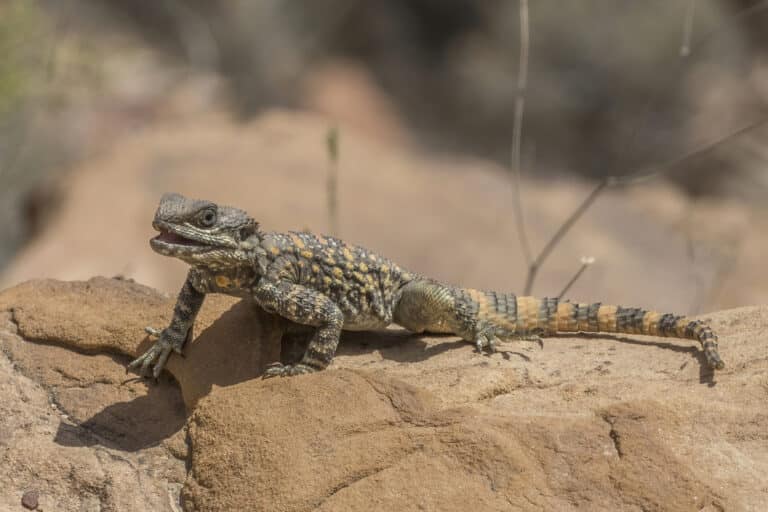 roughtail rock agama (stellagama stellio brachydactyla) roughtail rock agama (stellagama stellio brachydactyla)