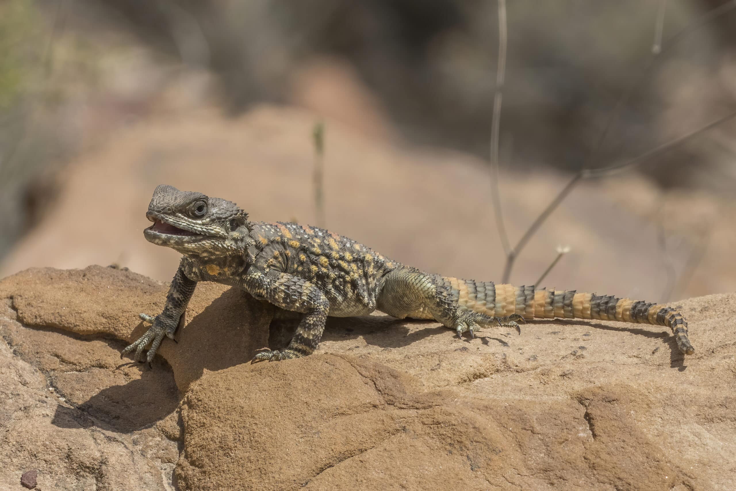 roughtail rock agama (stellagama stellio brachydactyla) roughtail rock agama (stellagama stellio brachydactyla)