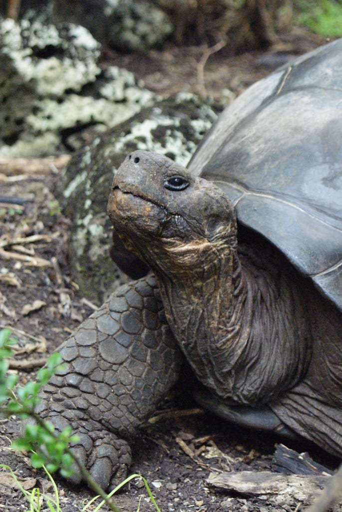 galapagos tortoise (chelonoidis nigra sp.) on floreana, galapagos islands galapagos tortoise (chelonoidis nigra sp.) on floreana, galapagos islands