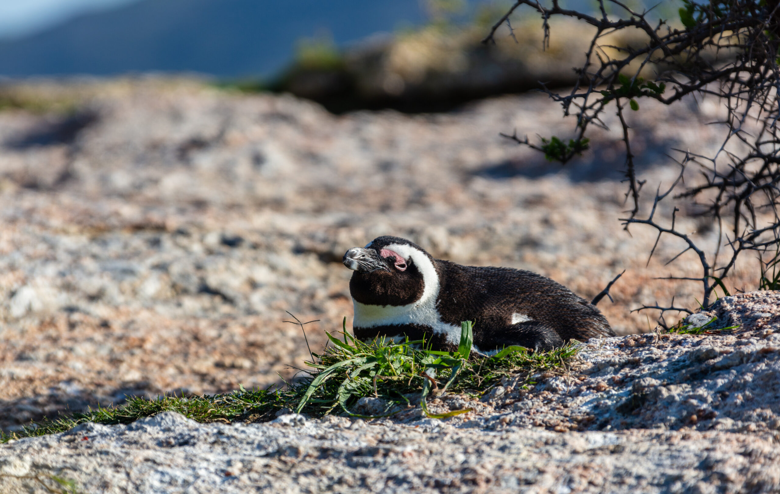 Pingüino de El Cabo (Spheniscus demersus), Playa de Boulders, Simon’s Town, Sudáfrica, 2018-07-23, DD 07  African Penguin