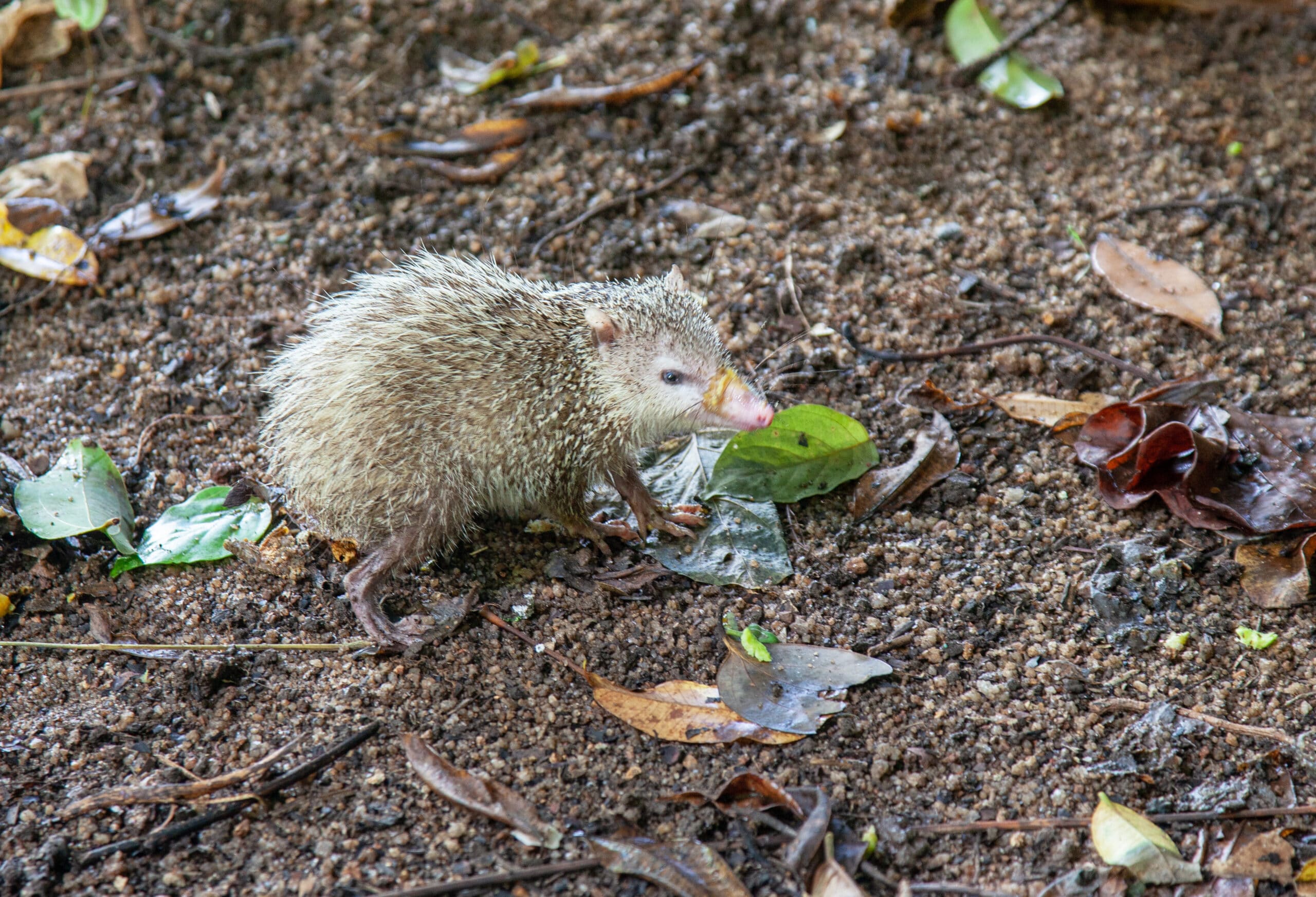 tenrec ecaudatus is widespread throughout seychelles tenrec ecaudatus is widespread throughout seychelles Tenrec