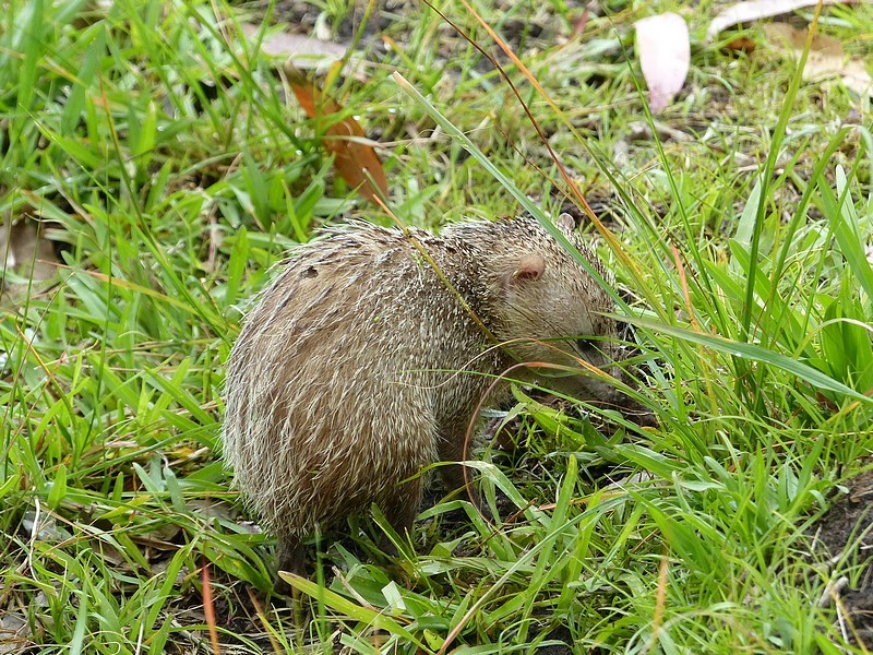 tenrec ecaudatus 104261735 tenrec ecaudatus 104261735