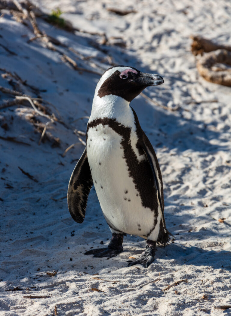 Pingüino de El Cabo (Spheniscus demersus), Playa de Boulders, Simon’s Town, Sudáfrica, 2018-07-23, DD 12