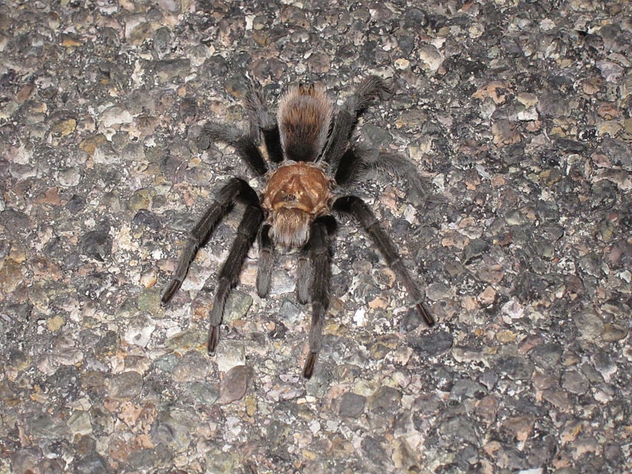 tarantula tarantula