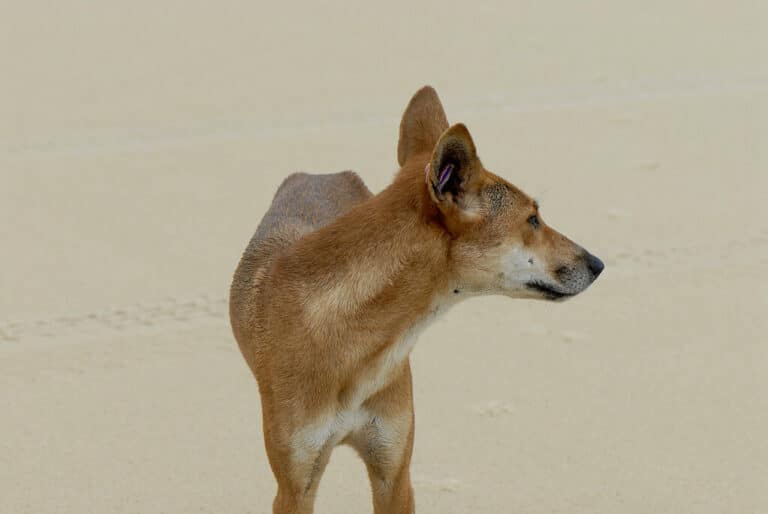 canis lupus dingo canis lupus dingo