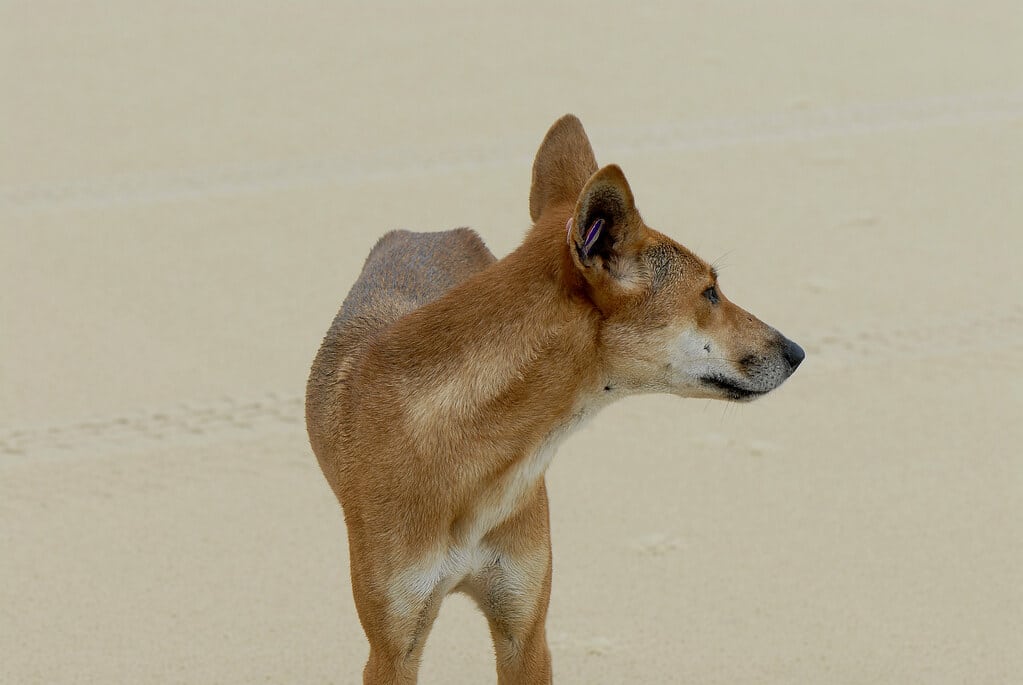 canis lupus dingo canis lupus dingo