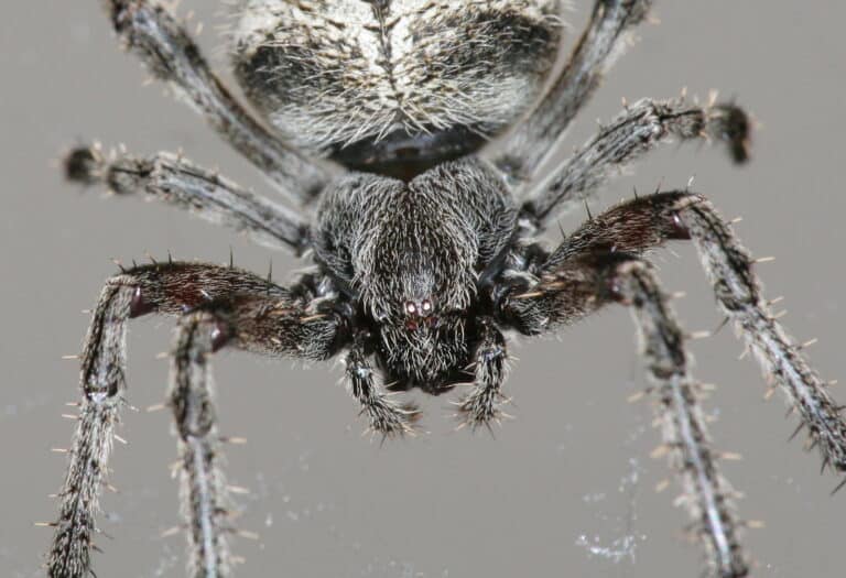 barn spider (araneus cavaticus) barn spider (araneus cavaticus)