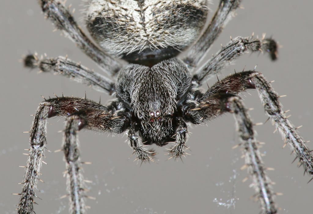barn spider (araneus cavaticus) barn spider (araneus cavaticus)