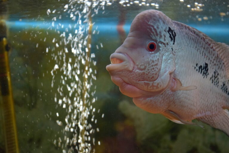 flowerhorn fish 2 flowerhorn fish 2