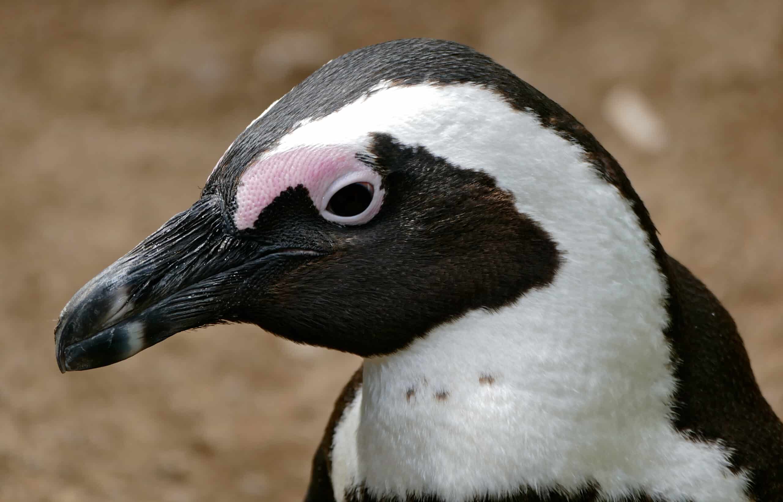 african penguin (spheniscus demersus) portrait (32932816485)