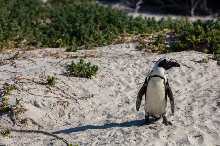 Pingüino de El Cabo (Spheniscus demersus), Playa de Boulders, Simon’s Town, Sudáfrica, 2018-07-23, DD 43