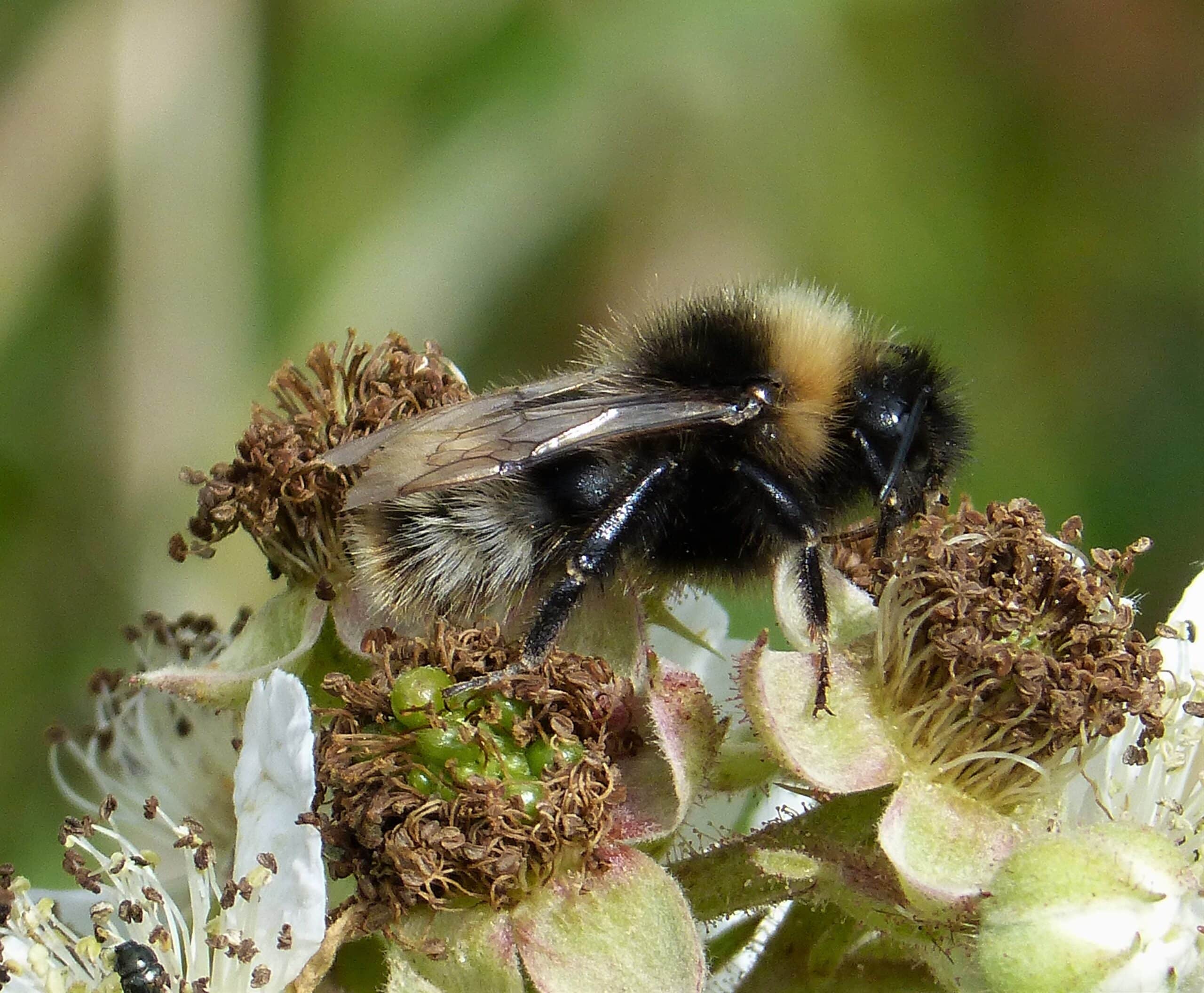 cuckoo bumblebee. bombus sylvestris (36008834392)
