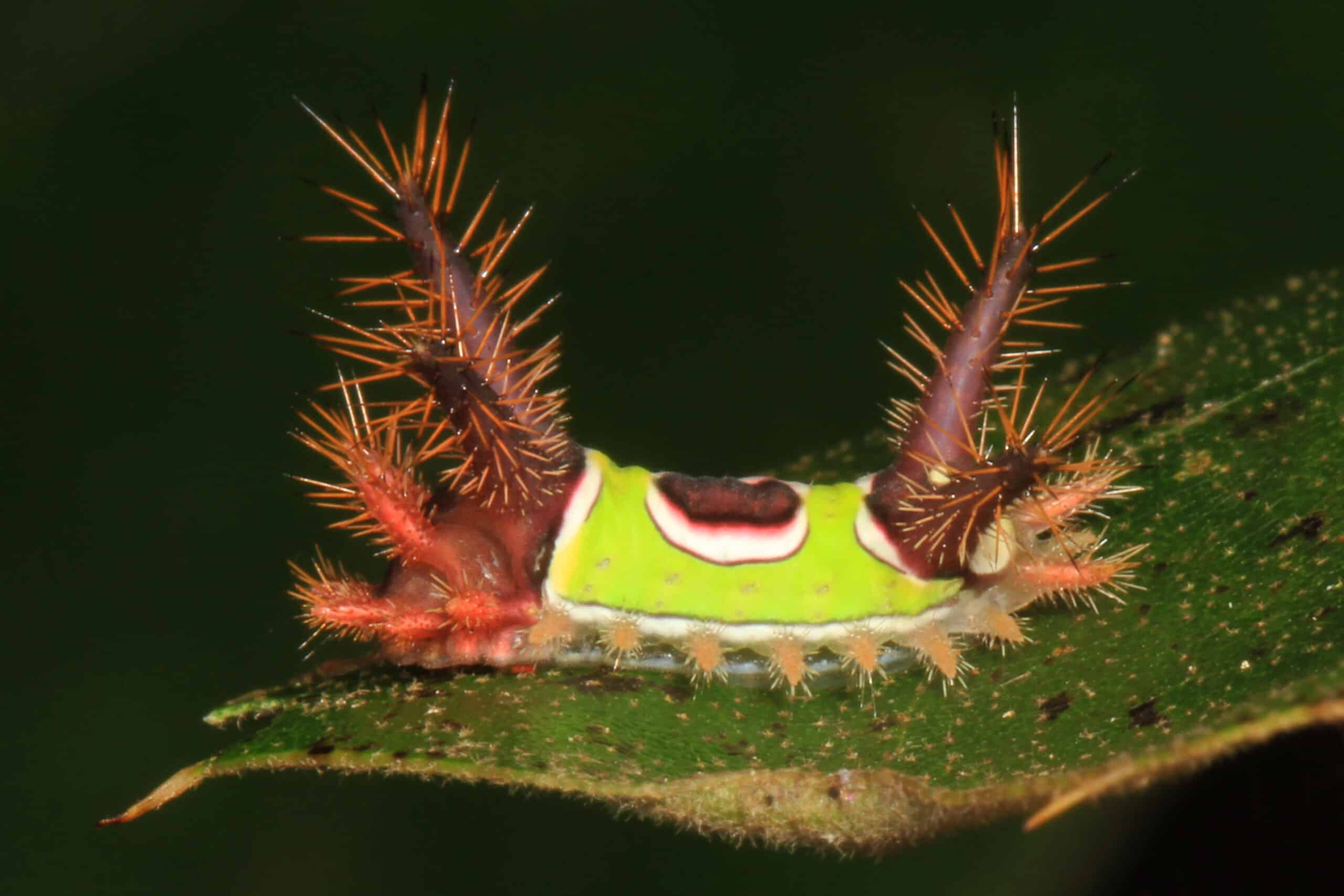 saddleback caterpillar acharia stimulea, prince william forest park, triangle, virginia saddleback caterpillar acharia stimulea, prince william forest park, triangle, virginia