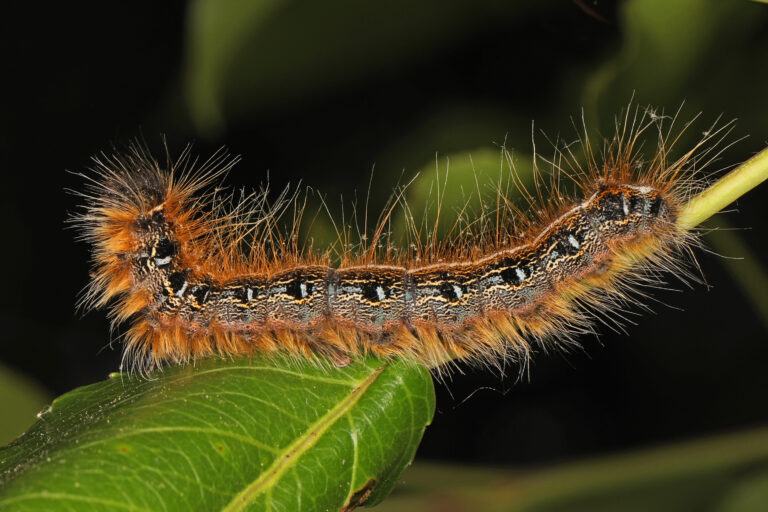 Eastern Tent caterpillar – Malacosoma americana, Meadowood SRMA, Mason Neck, Virginia, May 12, 2021 (51666267560) Eastern Tent caterpillar – Malacosoma americana, Meadowood SRMA, Mason Neck, Virginia, May 12, 2021 (51666267560)