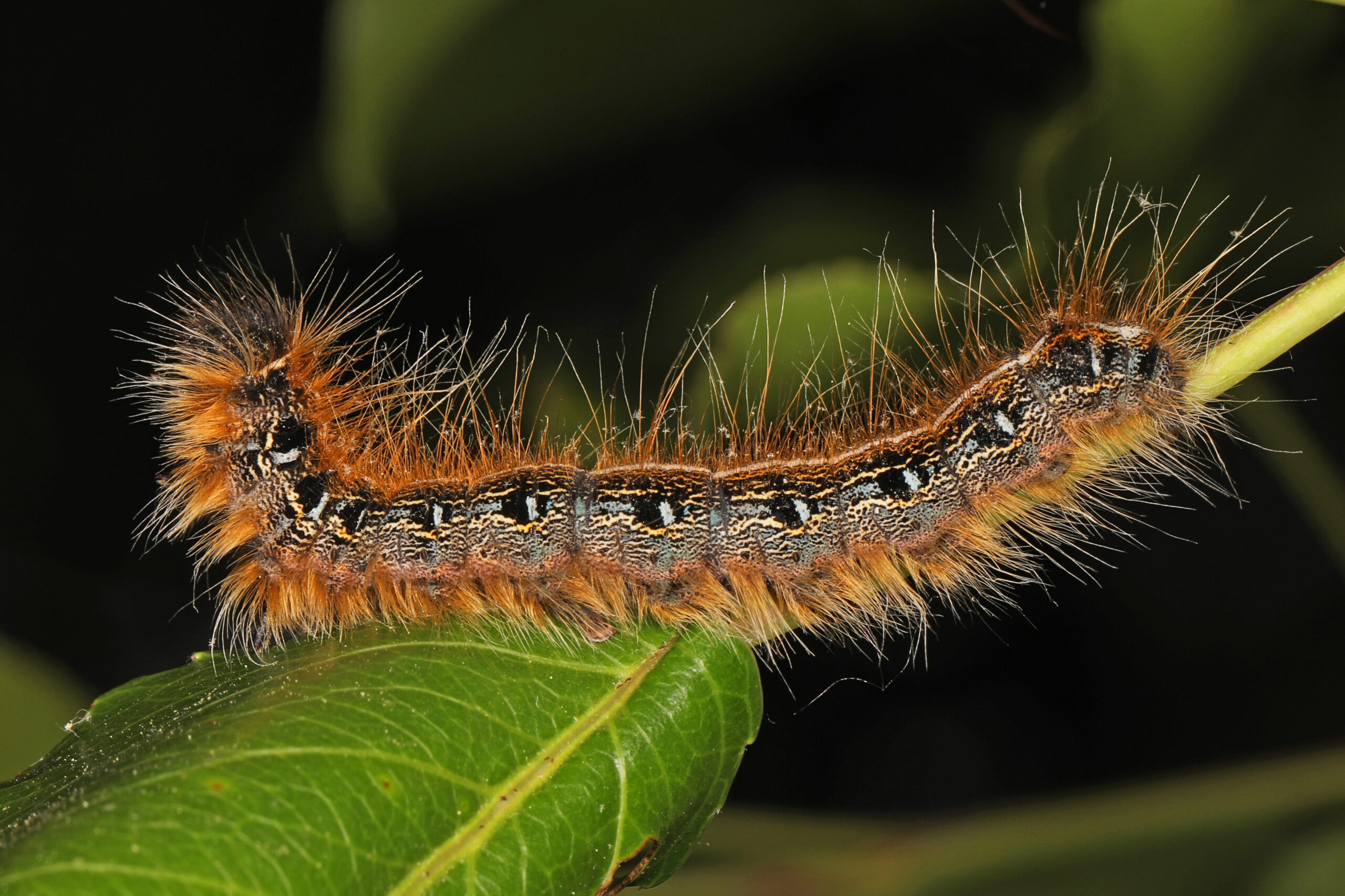 Eastern Tent caterpillar – Malacosoma americana, Meadowood SRMA, Mason Neck, Virginia, May 12, 2021 (51666267560) Eastern Tent caterpillar – Malacosoma americana, Meadowood SRMA, Mason Neck, Virginia, May 12, 2021 (51666267560)