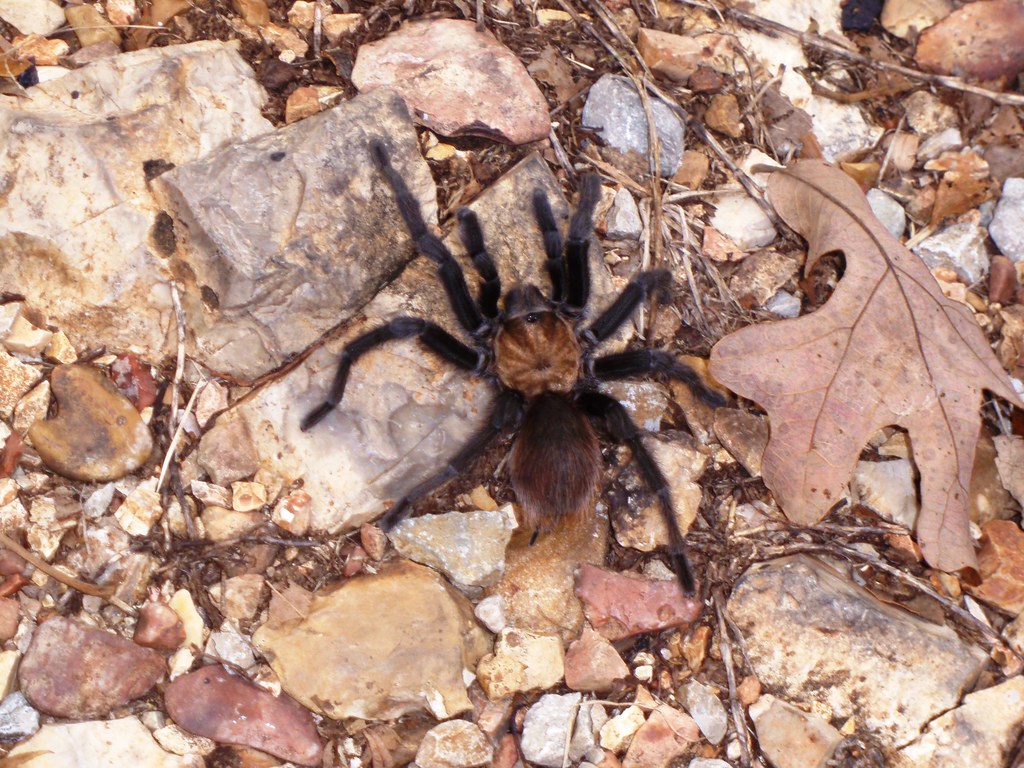 texas brown tarantula found in sw missouri texas brown tarantula found in sw missouri