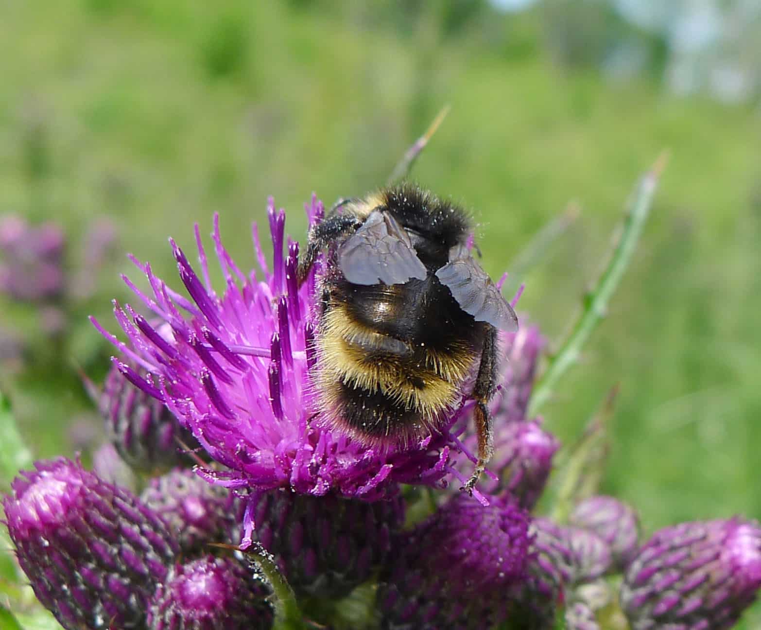 wood cuckoo bee bombus sylvestris flickr gailhampshire
