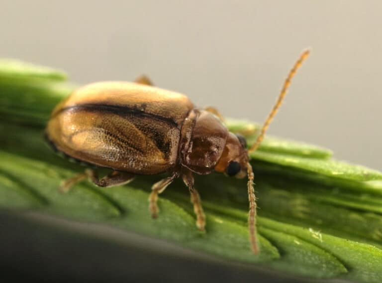 csiro scienceimage 3623 adult mimosa flea beetle nesaecrepida infuscata
