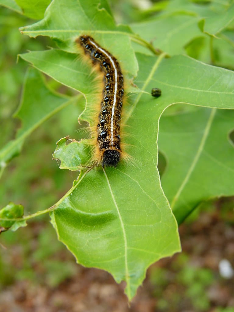 eastern tent caterpillar eastern tent caterpillar