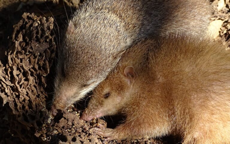 common tenrec 1 common tenrec 1