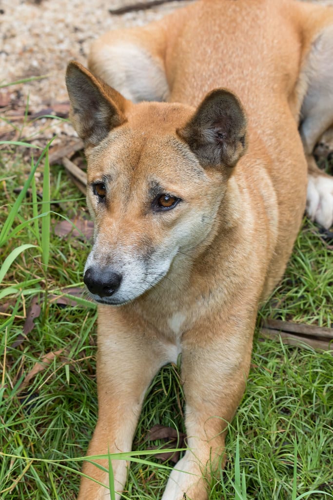dingo (canis lupus dingo) (australian native dog).01 dingo (canis lupus dingo) (australian native dog).01