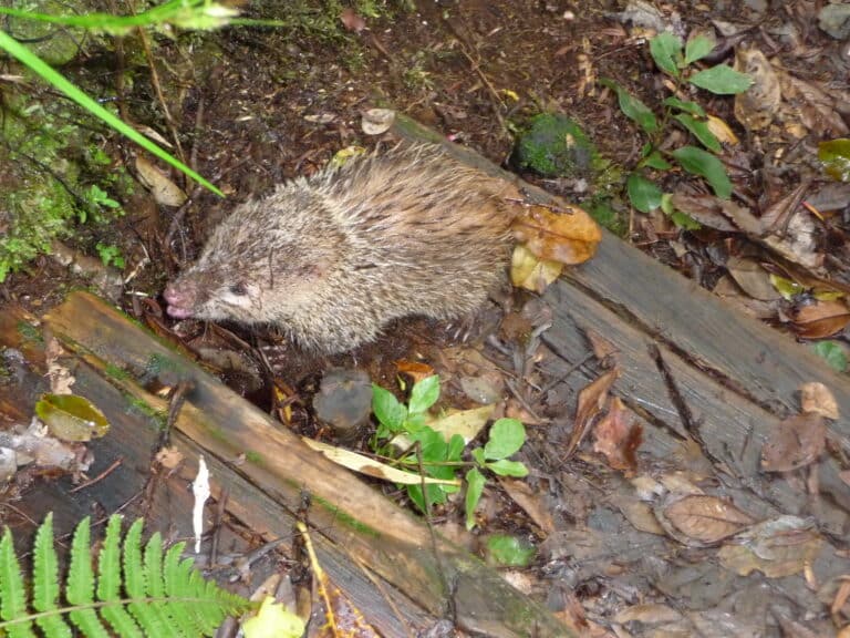 un tangue, tenrec ecaudatus, tenrecidés un tangue, tenrec ecaudatus, tenrecidés