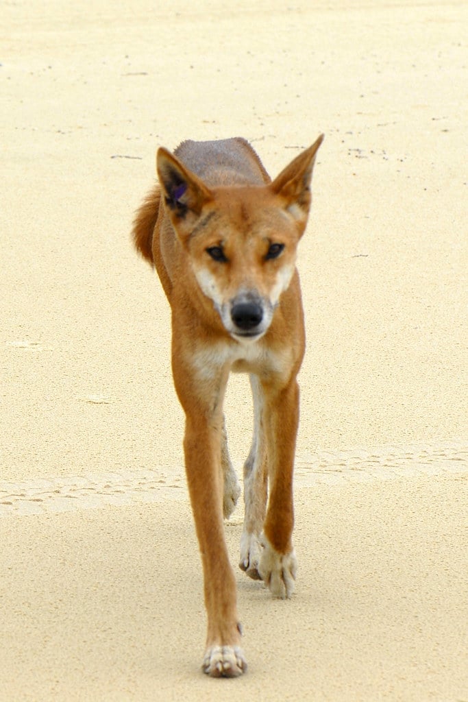 canis lupus dingo canis lupus dingo
