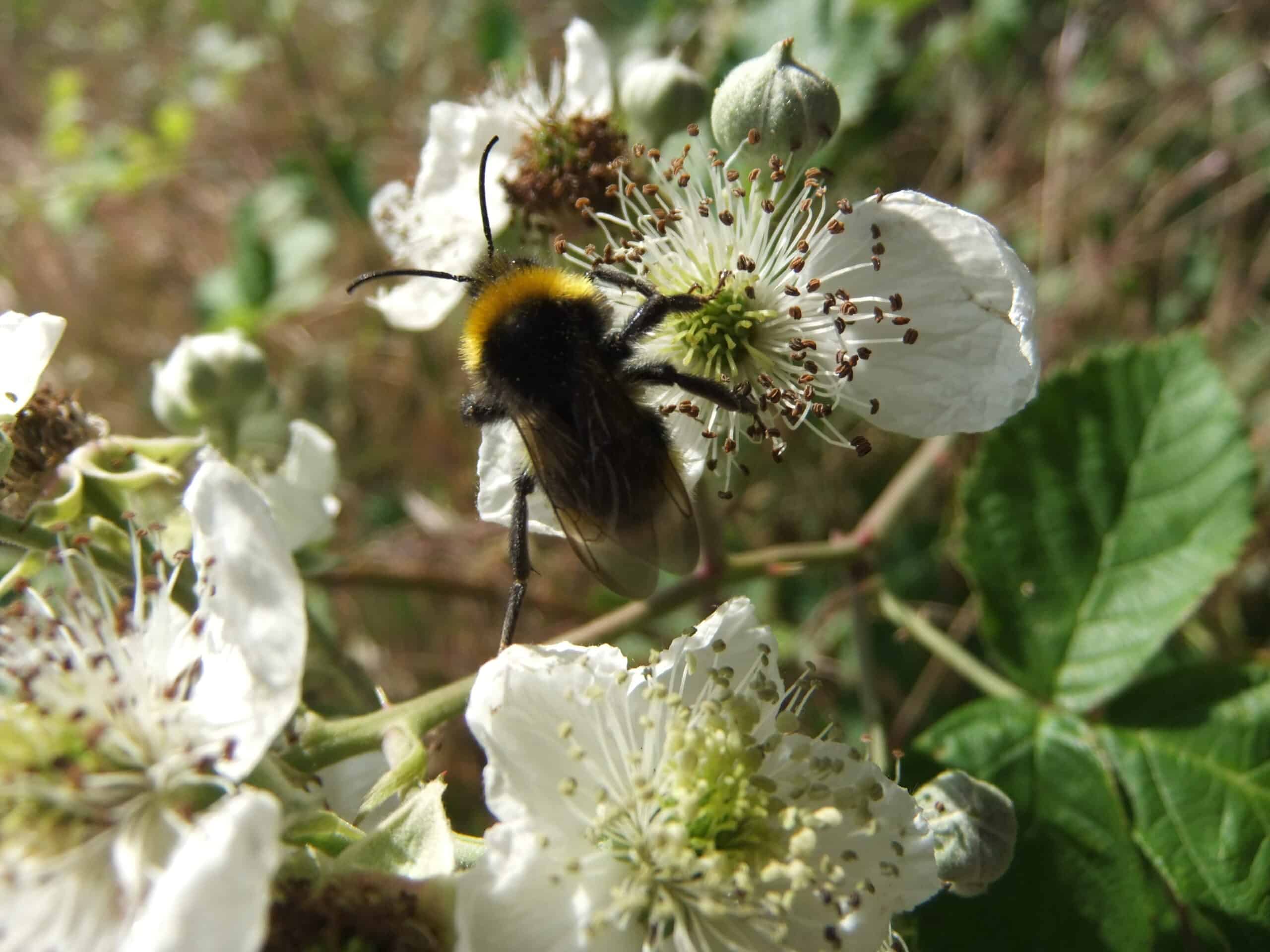 file:bee on flower, sandy, bedfordshire (5821717822).jpg
