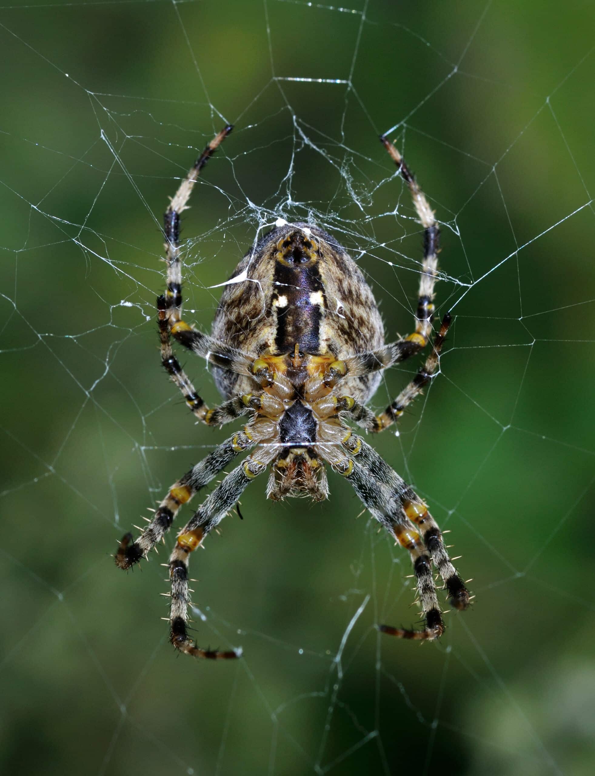 araneus diadematus qtl1