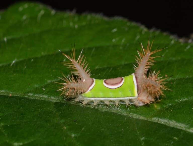 acharia stimulea – saddleback caterpillar (29100305547) acharia stimulea – saddleback caterpillar (29100305547)