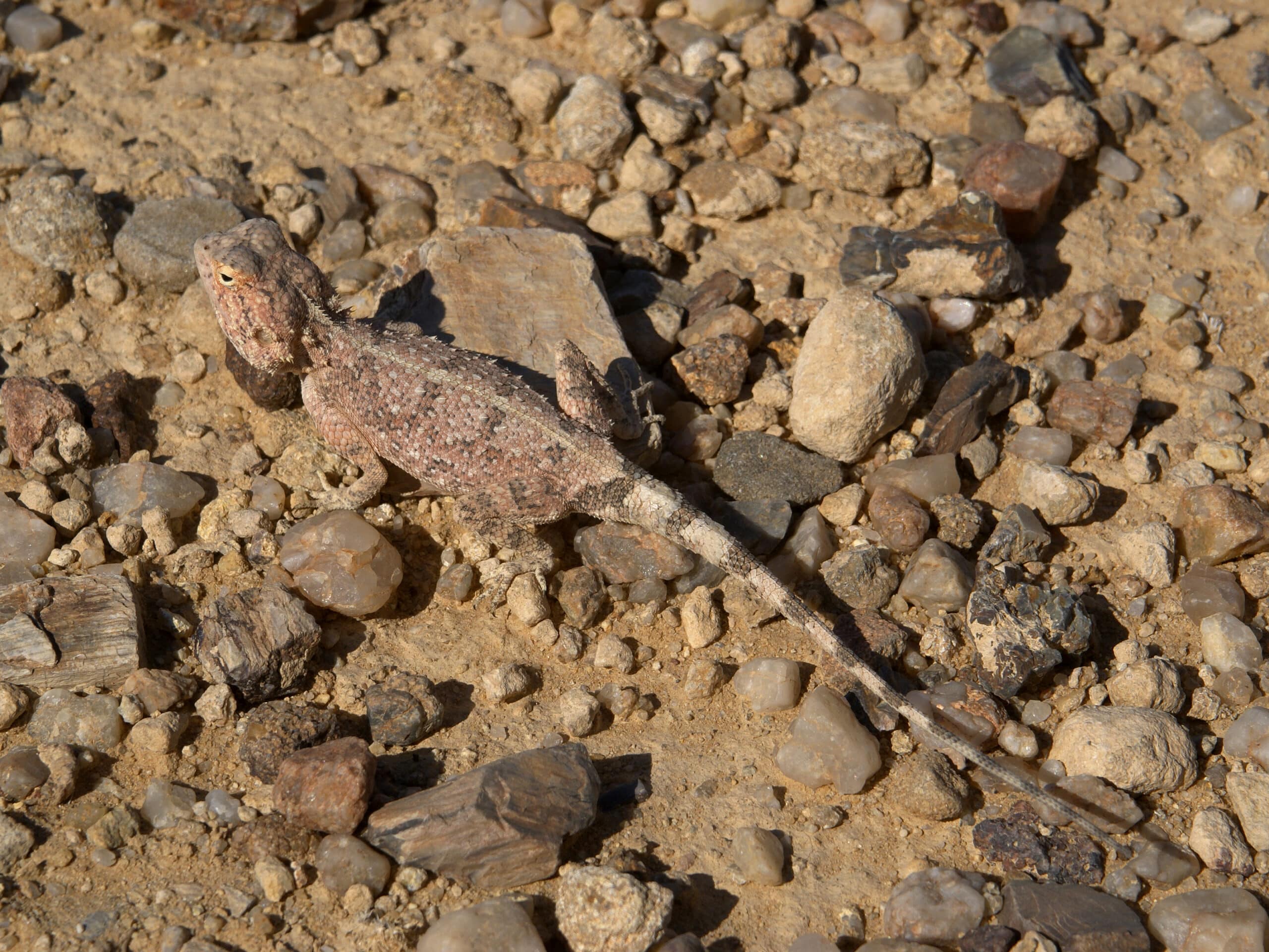 agama aculeata agama aculeata