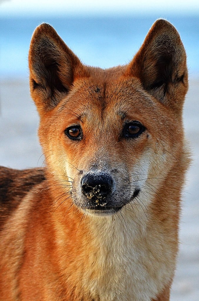 canis lupus dingo canis lupus dingo