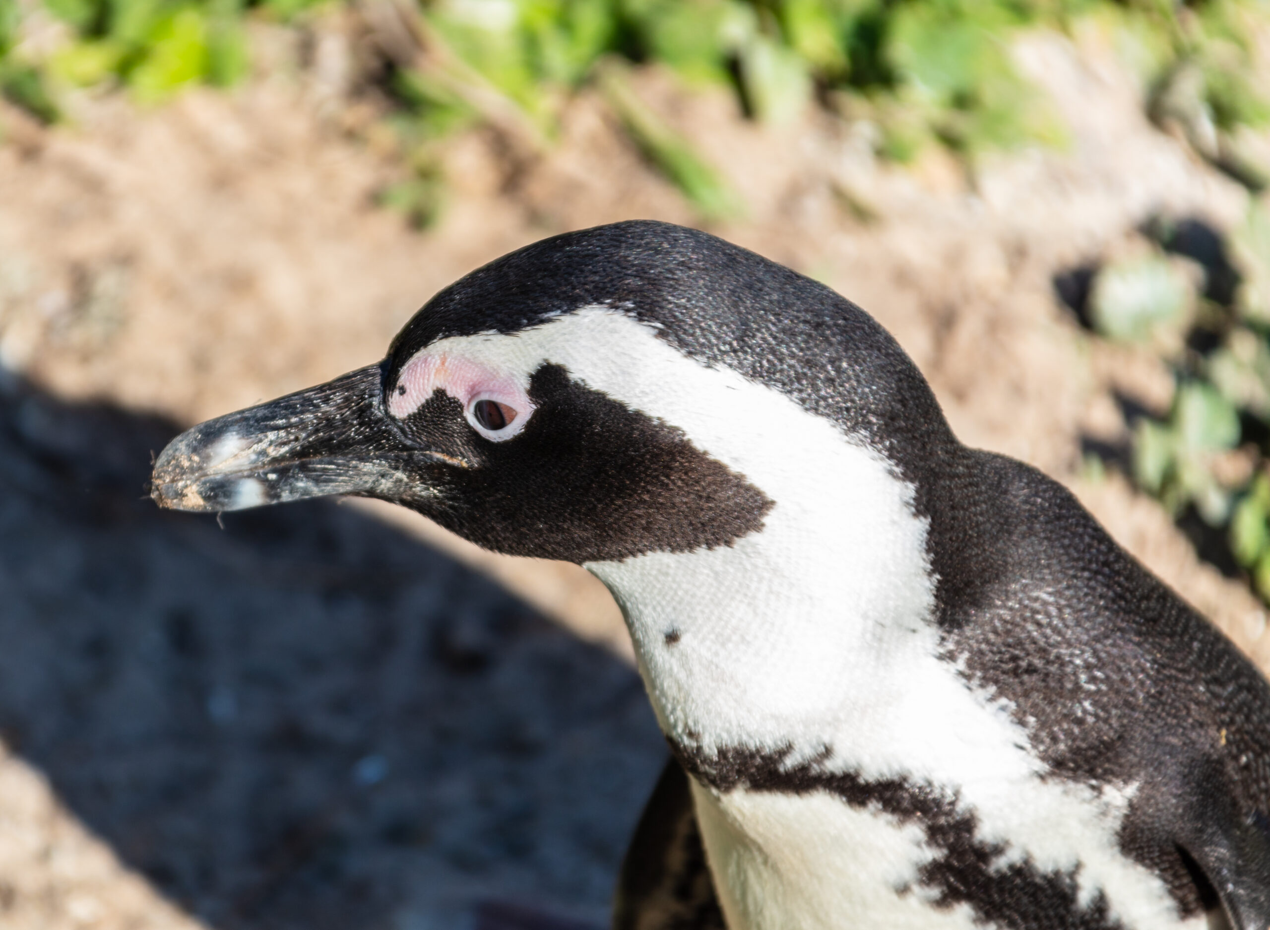pingüino de el cabo (spheniscus demersus), playa de boulders, simon’s town, sudáfrica, 2018 07 23, dd 10