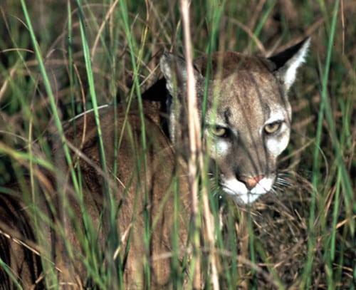 florida panther, npsphoto, 2003 florida panther, npsphoto, 2003
