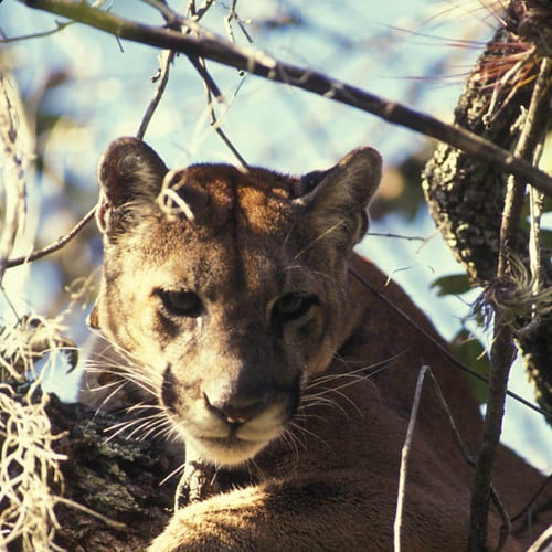 florida panther, florida panther national wildlife refuge florida panther, florida panther national wildlife refuge