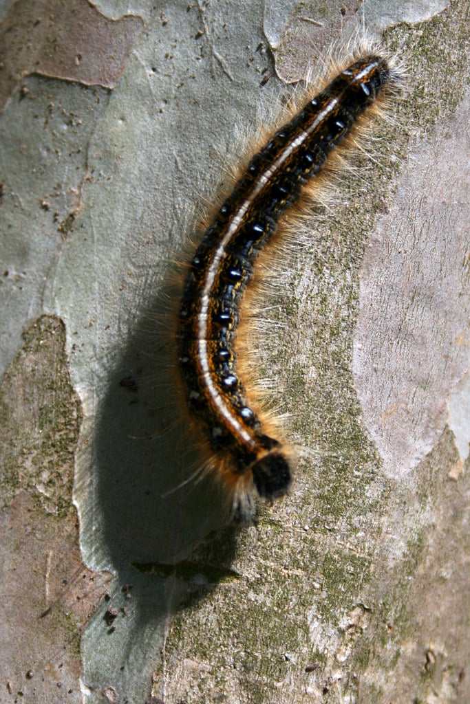 eastern tent caterpillar (malacosoma americanum) eastern tent caterpillar (malacosoma americanum)