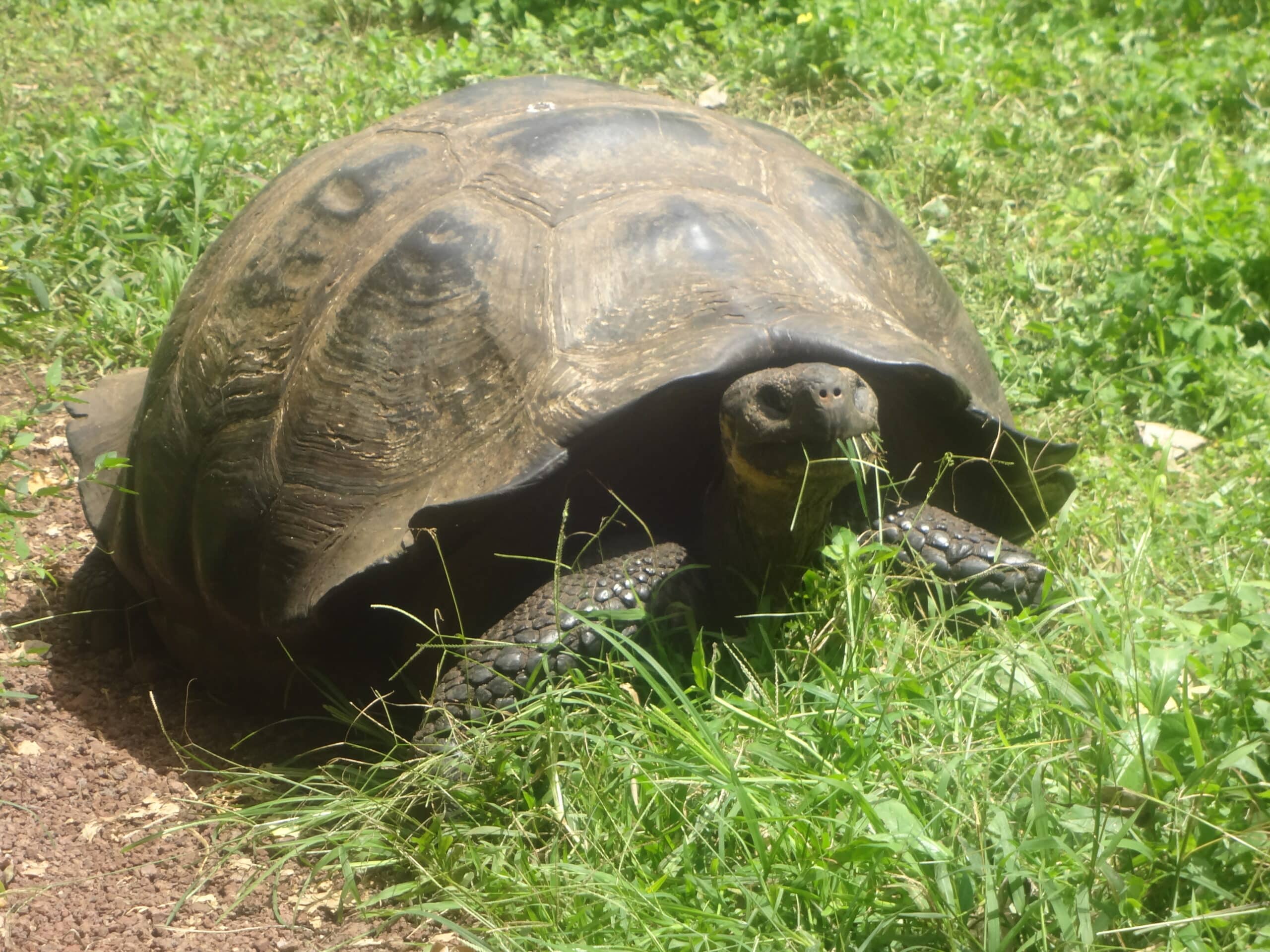 (chelonoidis nigra) el chato reserve, santa cruz galapagos )pic. q (chelonoidis nigra) el chato reserve, santa cruz galapagos )pic. q Galapagos Tortoise