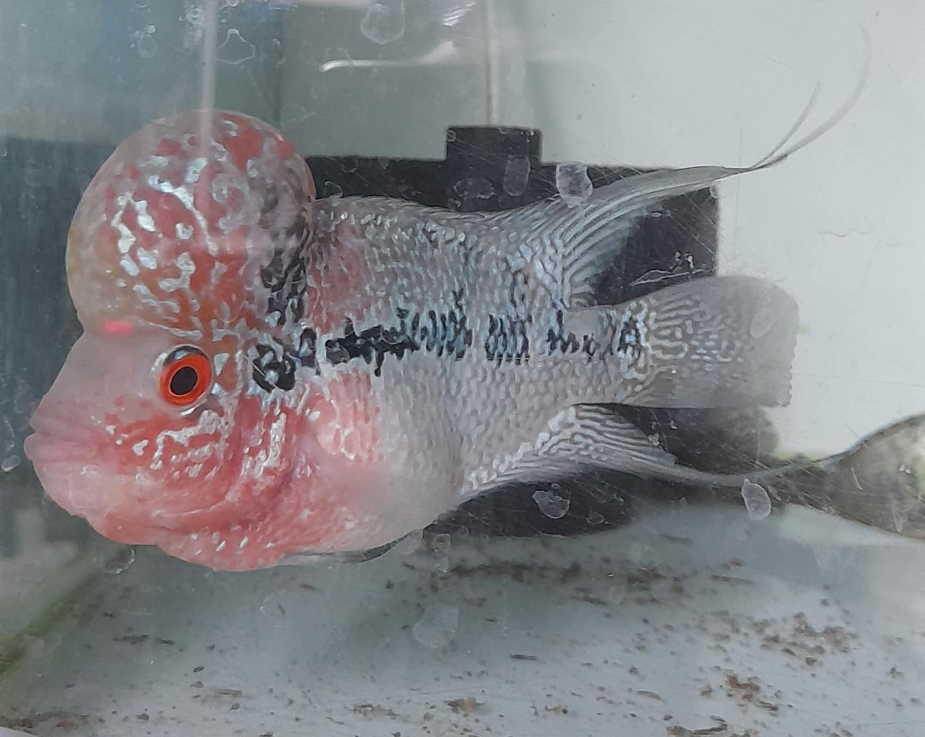 flowerhorn cichlid 2 r.m.nagar bangalore india flowerhorn cichlid 2 r.m.nagar bangalore india