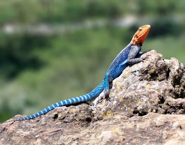 red headed rock agama red headed rock agama Agama Lizard