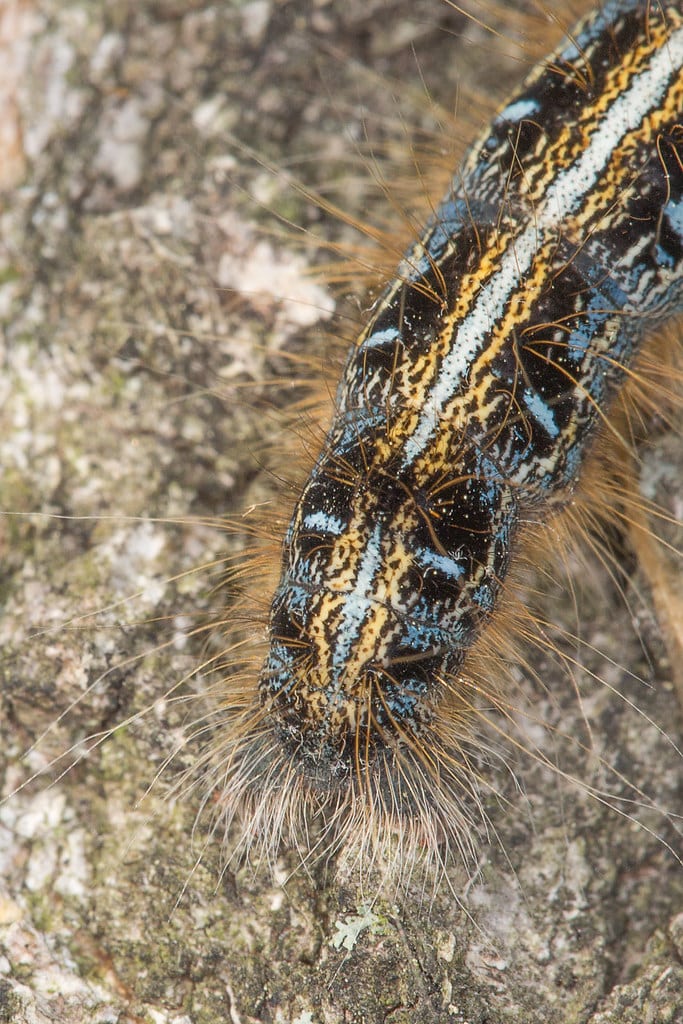 malacosoma americanum, tent caterpillar moth larva malacosoma americanum, tent caterpillar moth larva