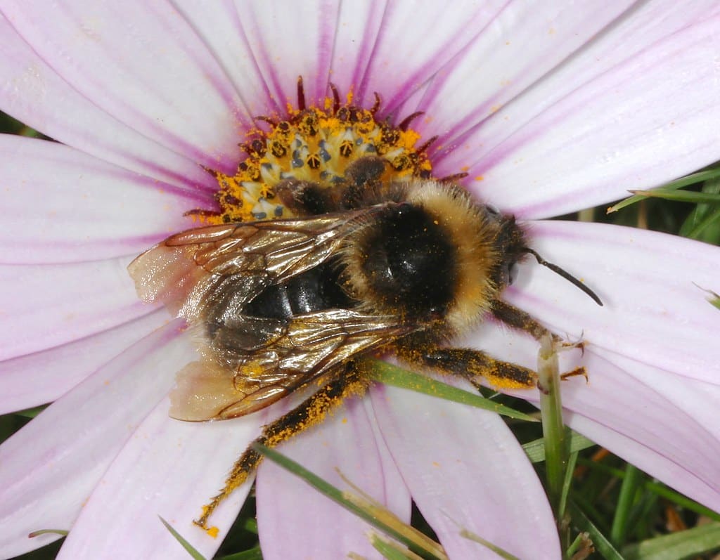 barbut’s cuckoo bee, bombus barbutellus