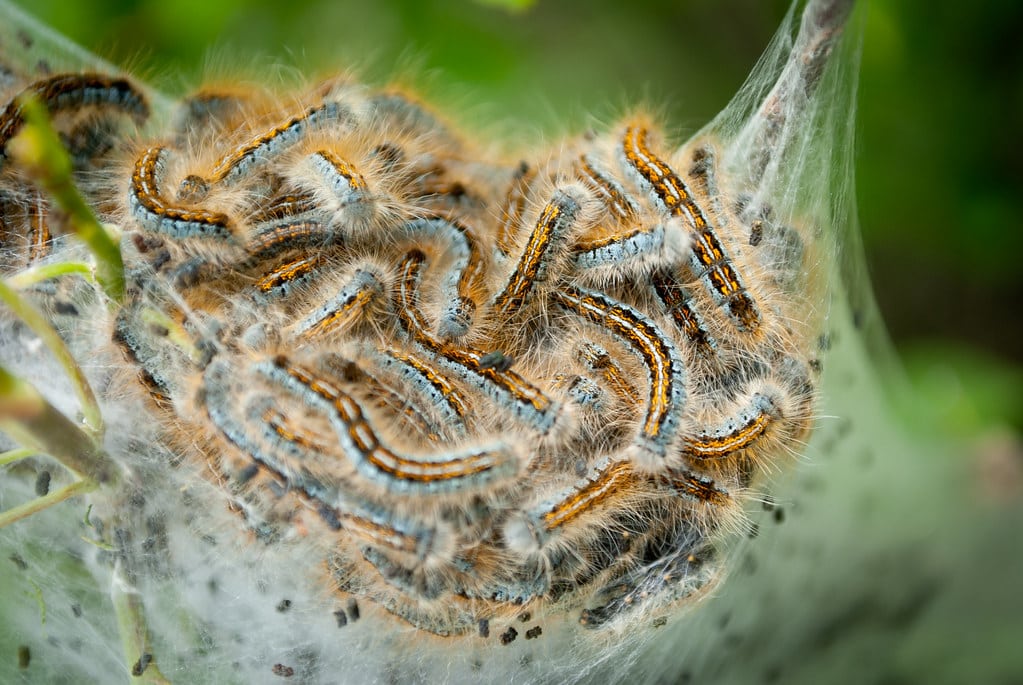 tent caterpillars tent caterpillars