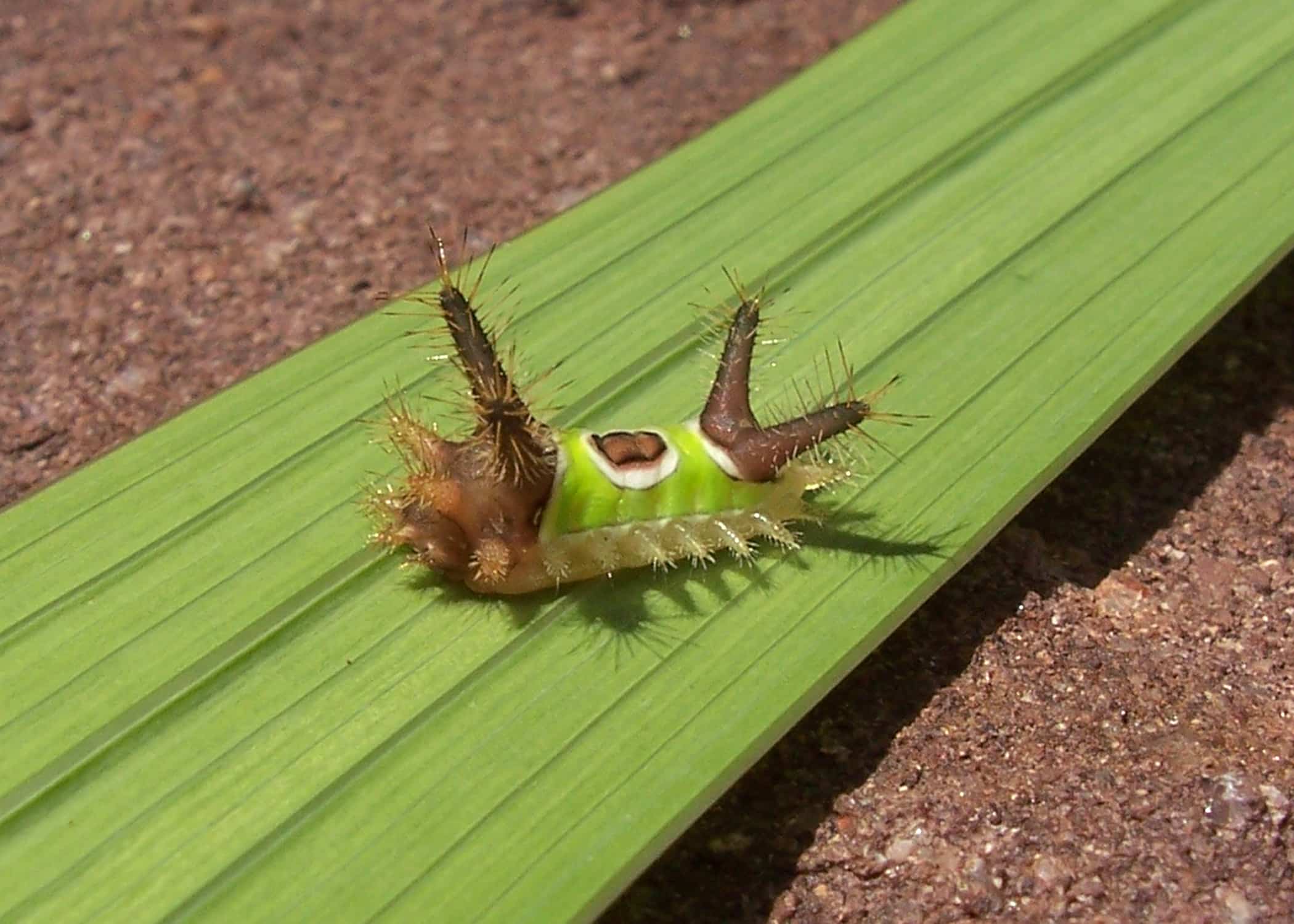 acharia stimulea larva 2 acharia stimulea larva 2