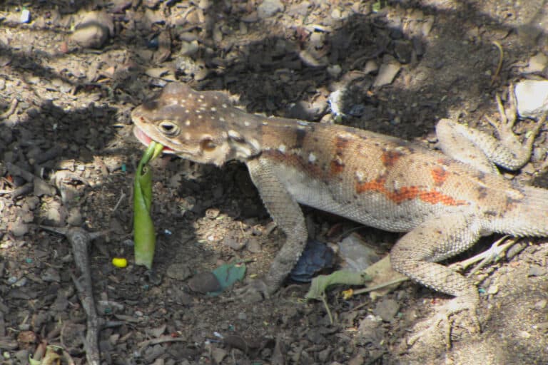 ground agama, female ground agama, female