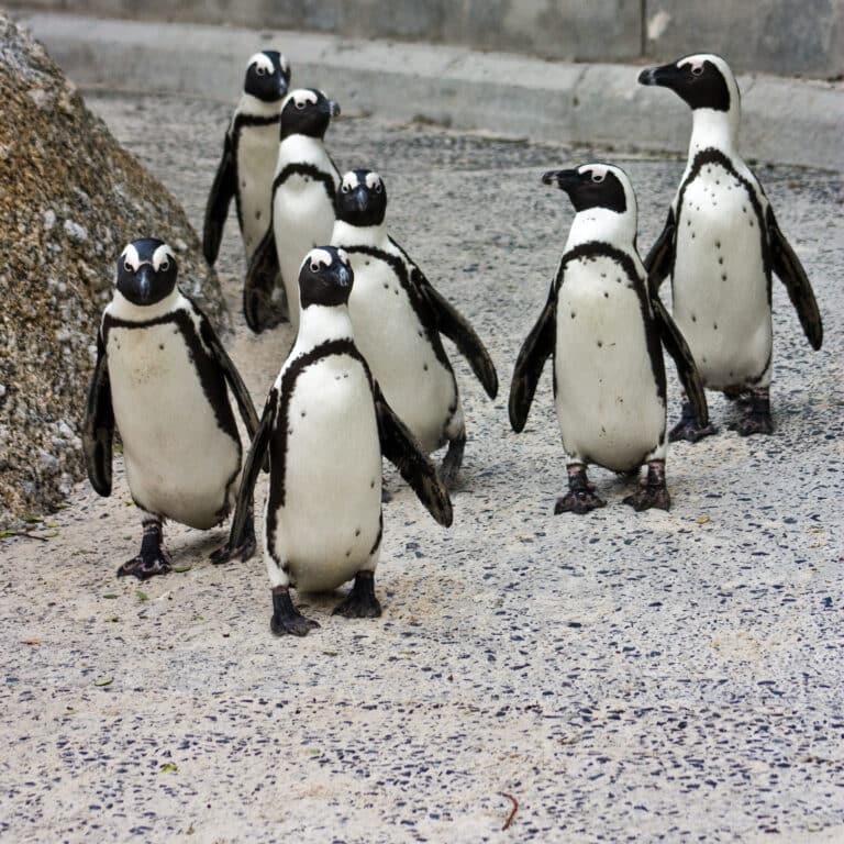 african penguins spheniscus demersus