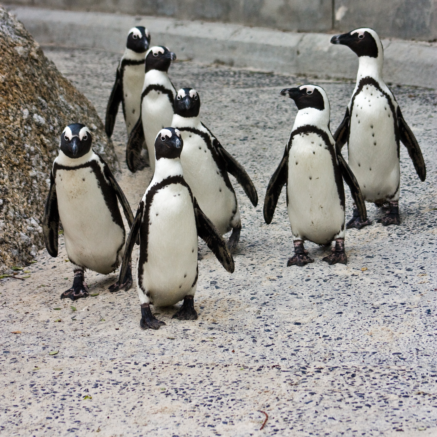 african penguins spheniscus demersus
