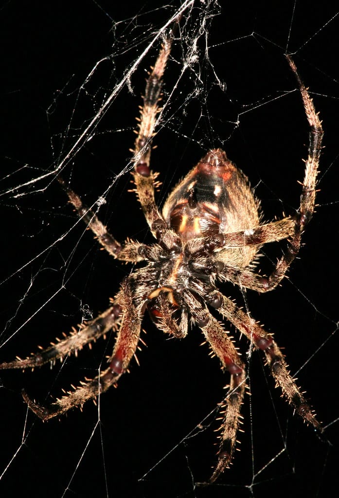 barn spider (araneus cavaticus) barn spider (araneus cavaticus)