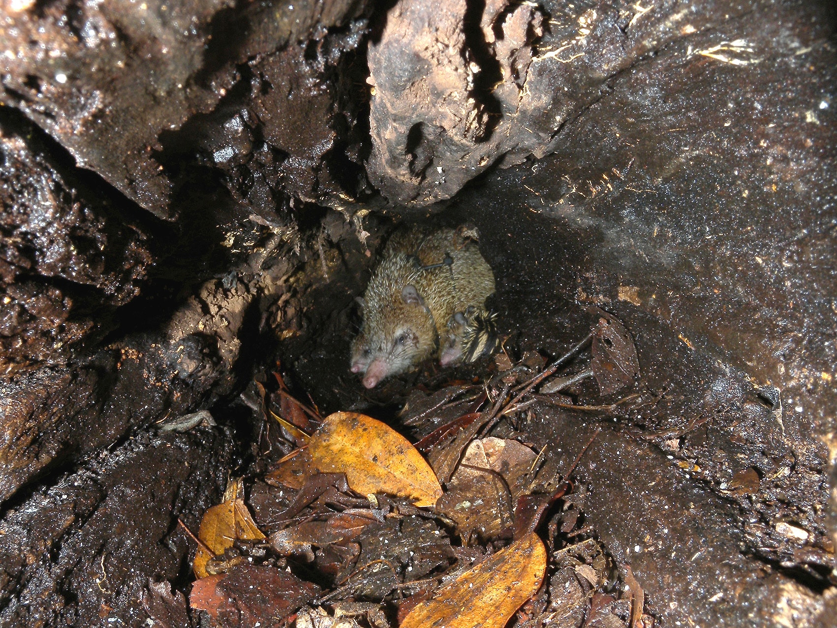 file:common tenrec (tenrec ecaudatus) in a hollow treetrunk, ankarafantsika national park, madagascar.jpg file:common tenrec (tenrec ecaudatus) in a hollow treetrunk, ankarafantsika national park, madagascar.jpg